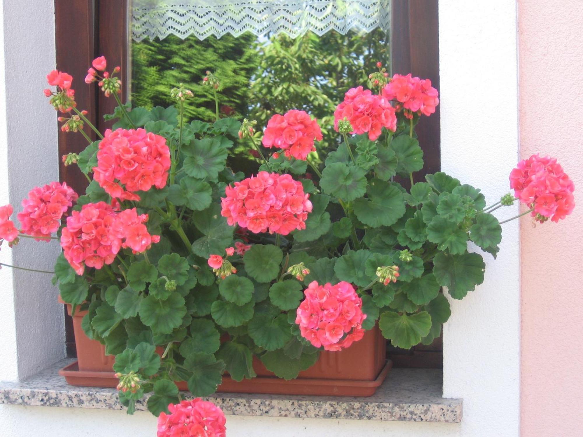 Tourist Farm Pri Martinovih Villa Krska Vas Bagian luar foto