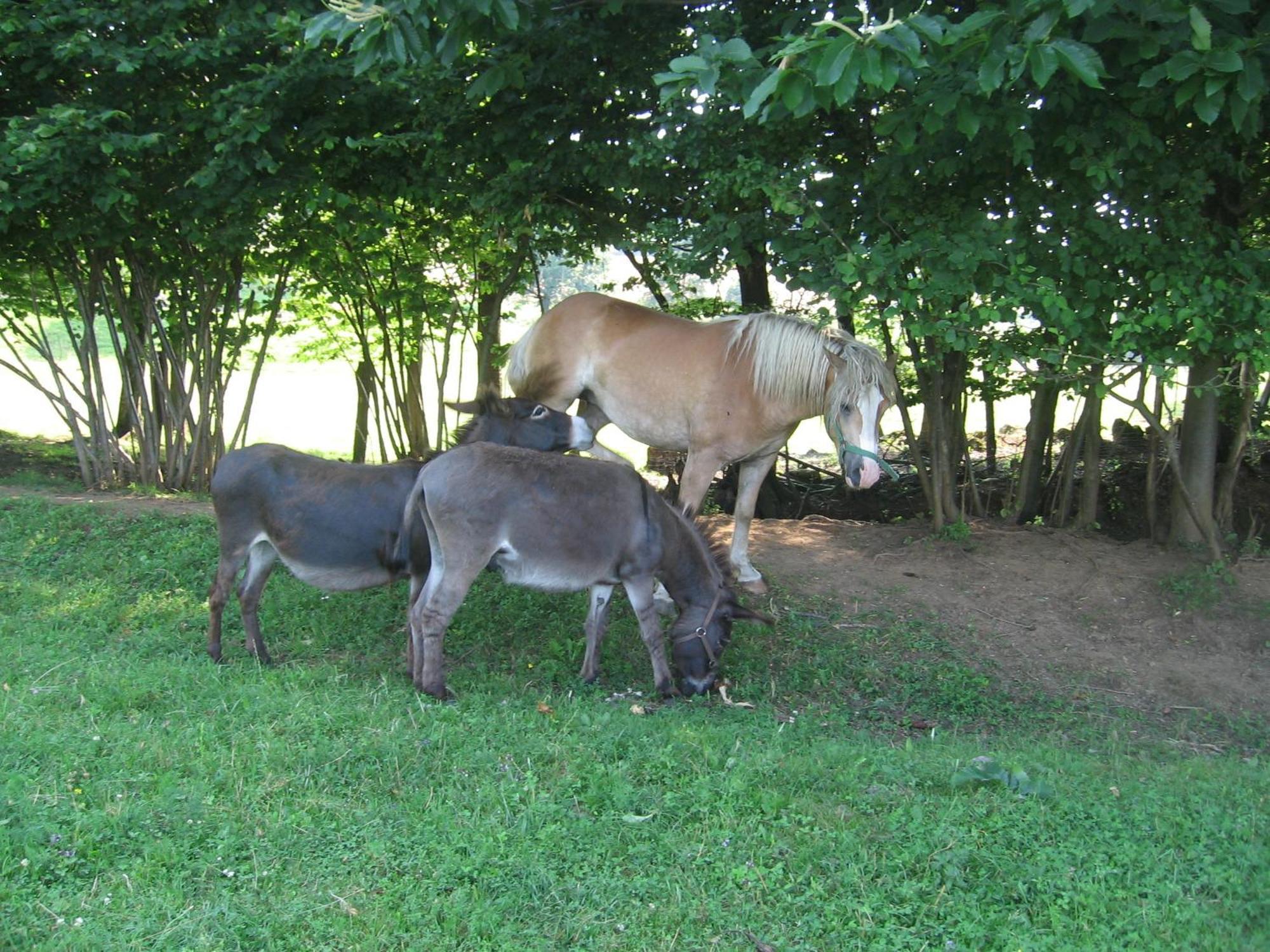 Tourist Farm Pri Martinovih Villa Krska Vas Bagian luar foto